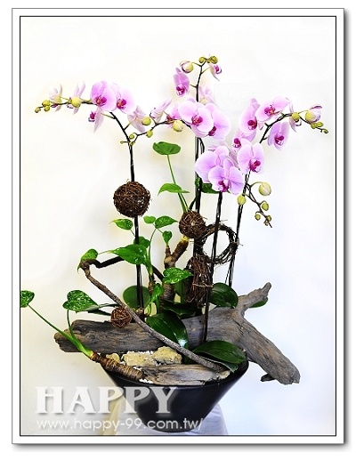 低調奢華蘭花