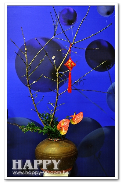 椿樹不老盆花