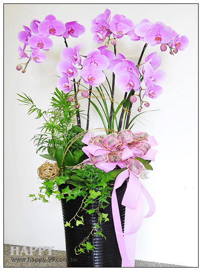 特級粉色型蘭花