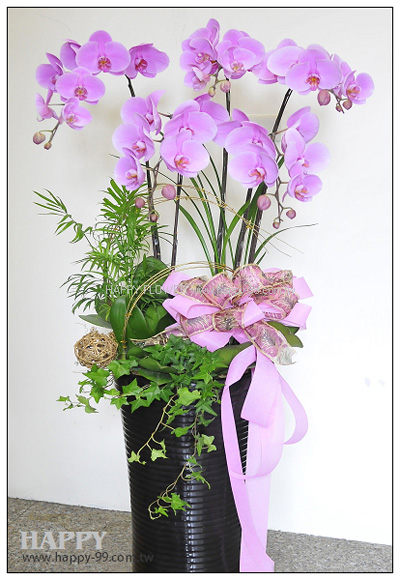 特級紅粉蘭花5株 1盆